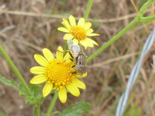 Eristalinus aeneus
