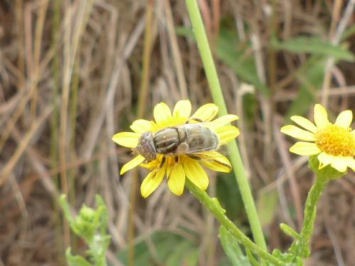 Réf. 146 666 : Eristalinus aeneus