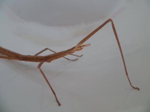 Clonopsis gallica