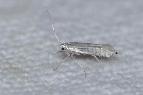 Phyllocnistis sp.