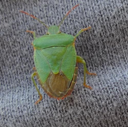 Palomena prasina
