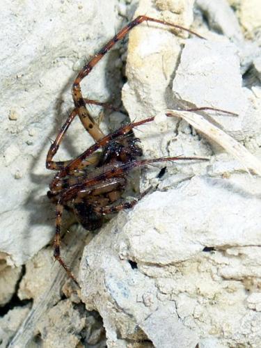 Réf. 146 702 : Metellina merianae