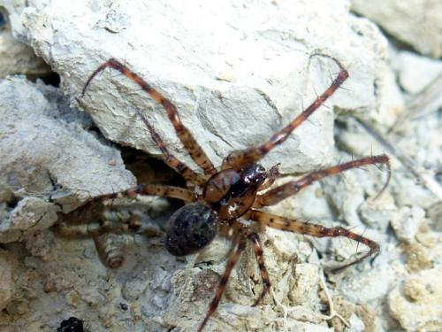 Réf. 146 700 : Metellina merianae