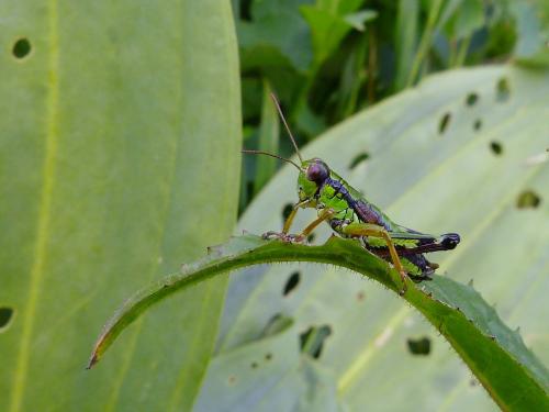 Miramella alpina subalpina