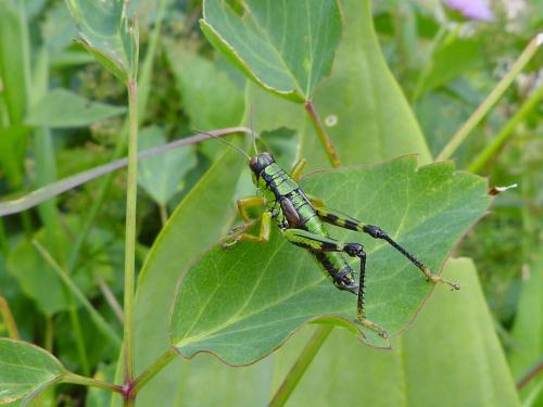 Miramella alpina subalpina