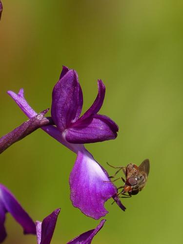 Rhingia campestris