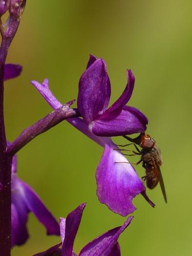 Rhingia campestris