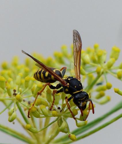 Réf. 146 340 : Polistes sp.