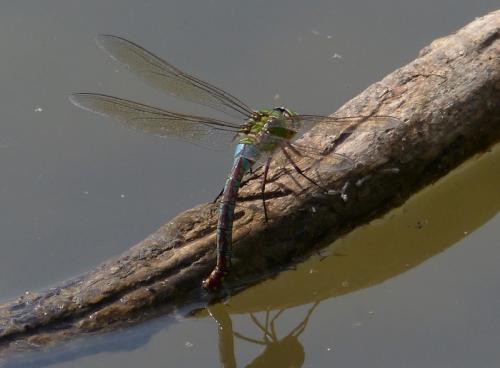Anax imperator
