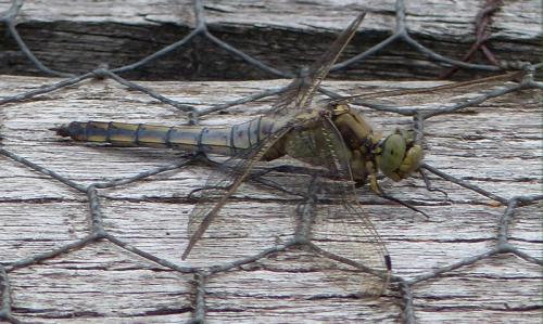 Orthetrum cancellatum