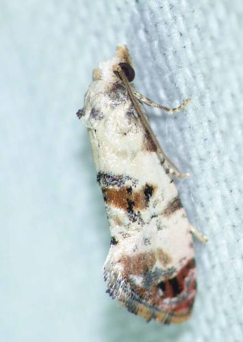 Réf. 146 721 : Cochylis hybridella