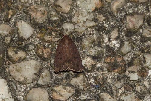 Réf. 146 797 : Amphipyra tragopoginis