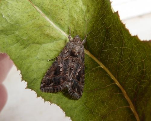Trichoplusia ni