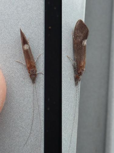 Réf. 146 038 : Ceraclea albimacula