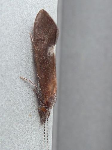 Réf. 146 034 : Ceraclea albimacula