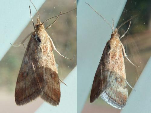 Pyrausta despicata