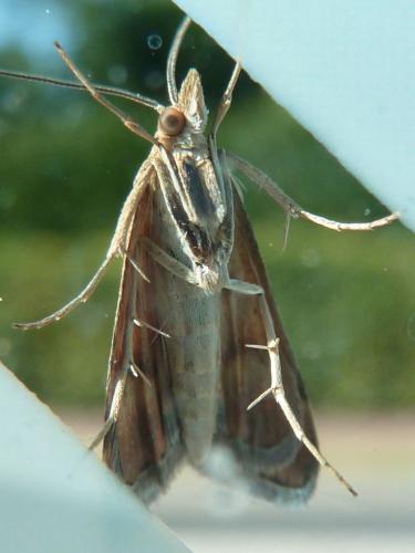 Pyrausta despicata