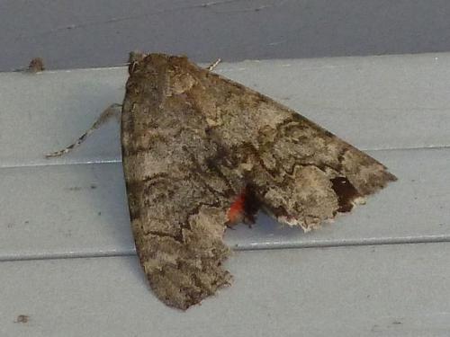 Réf. 146 186 : Catocala nupta