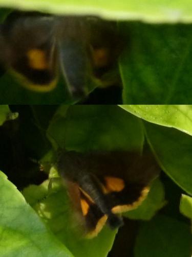 Noctua sp.