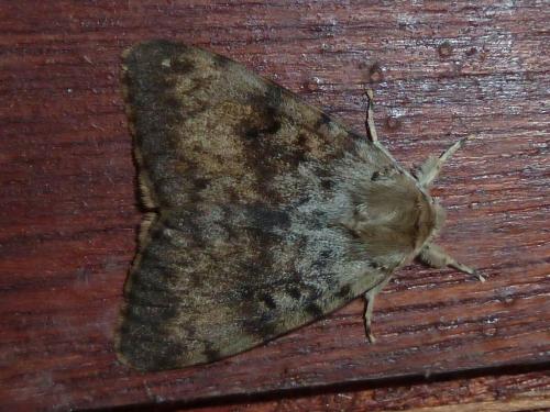 Réf. 146 257 : Lymantria dispar
