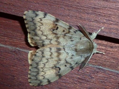 Réf. 146 261 : Lymantria dispar