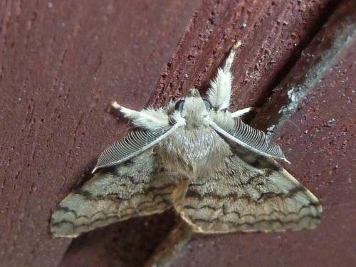 Lymantria dispar