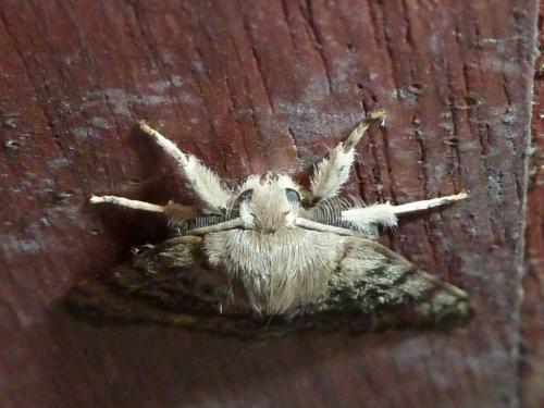 Lymantria dispar