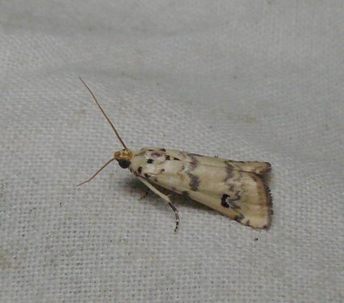 Euzophera lunulella