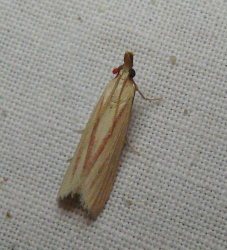 Réf. 146 513 : Hypsotropa vulneratella