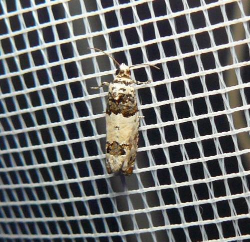 Réf. 146 712 : Epinotia thapsiana