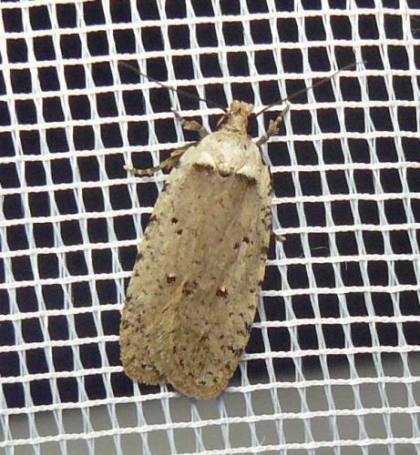Réf. 146 588 : Agonopterix sp.