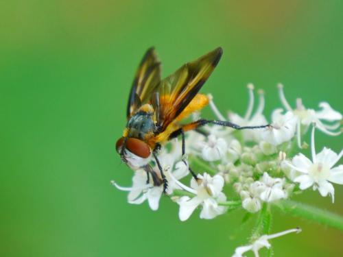 Réf. 146 795 : Phasia hemiptera