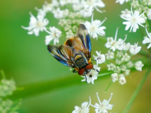 Réf. 146 794 : Phasia hemiptera