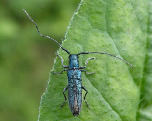 Agapanthia sp.