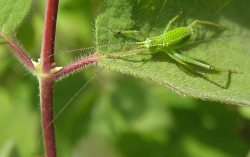 Leptophyes punctatissima