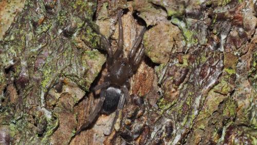 Scotophaeus sp.
