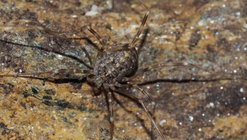 Réf. 146 044 : Nelima doriae