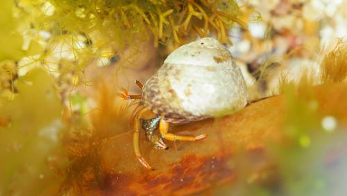 Réf. 146 115 : Clibanarius erythropus