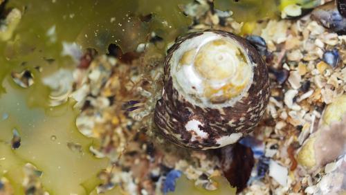Pagurus cuanensis