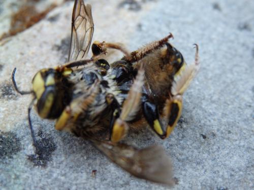 Anthidium sp.