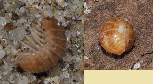 Armadillidium vulgare