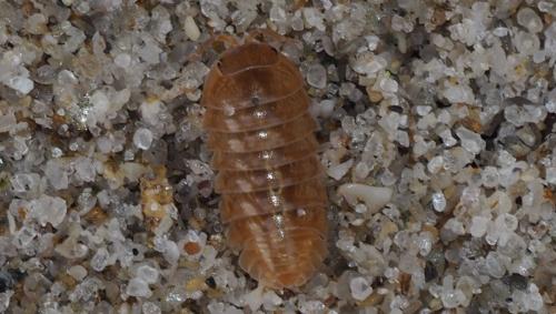 Armadillidium vulgare