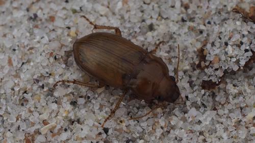 Amara fulva