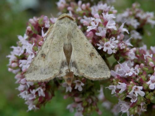 Helicoverpa armigera