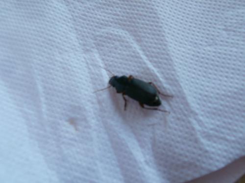 Réf. 146 238 : Pseudoophonus rufipes
