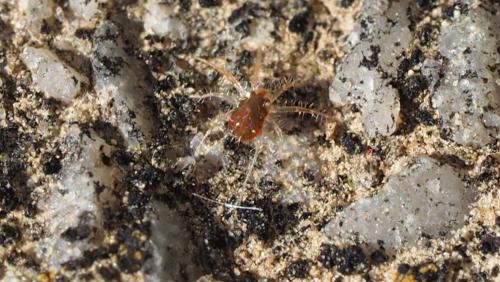 Erythracarus epigeus
