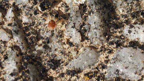 Erythracarus epigeus
