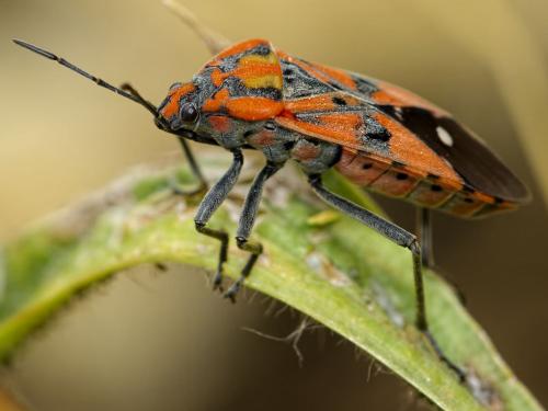 Réf. 146 663 : Spilostethus pandurus