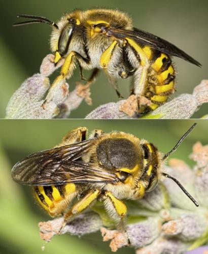 Anthidium manicatum