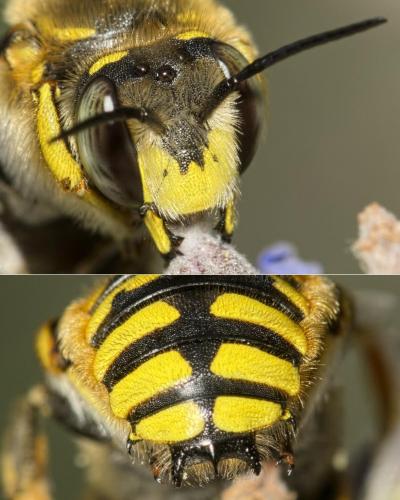 Réf. 146 885 : Anthidium manicatum